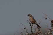 DPPhotography - Cyprus - Spectacled warbler - C