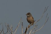 DPPhotography - Cyprus - Spectacled warbler - F