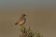DPPhotography - Cyprus - Spectacled warbler - G