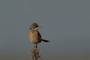 DPPhotography - Cyprus - Spectacled warbler - I