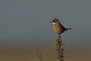 DPPhotography - Cyprus - Spectacled warbler - J