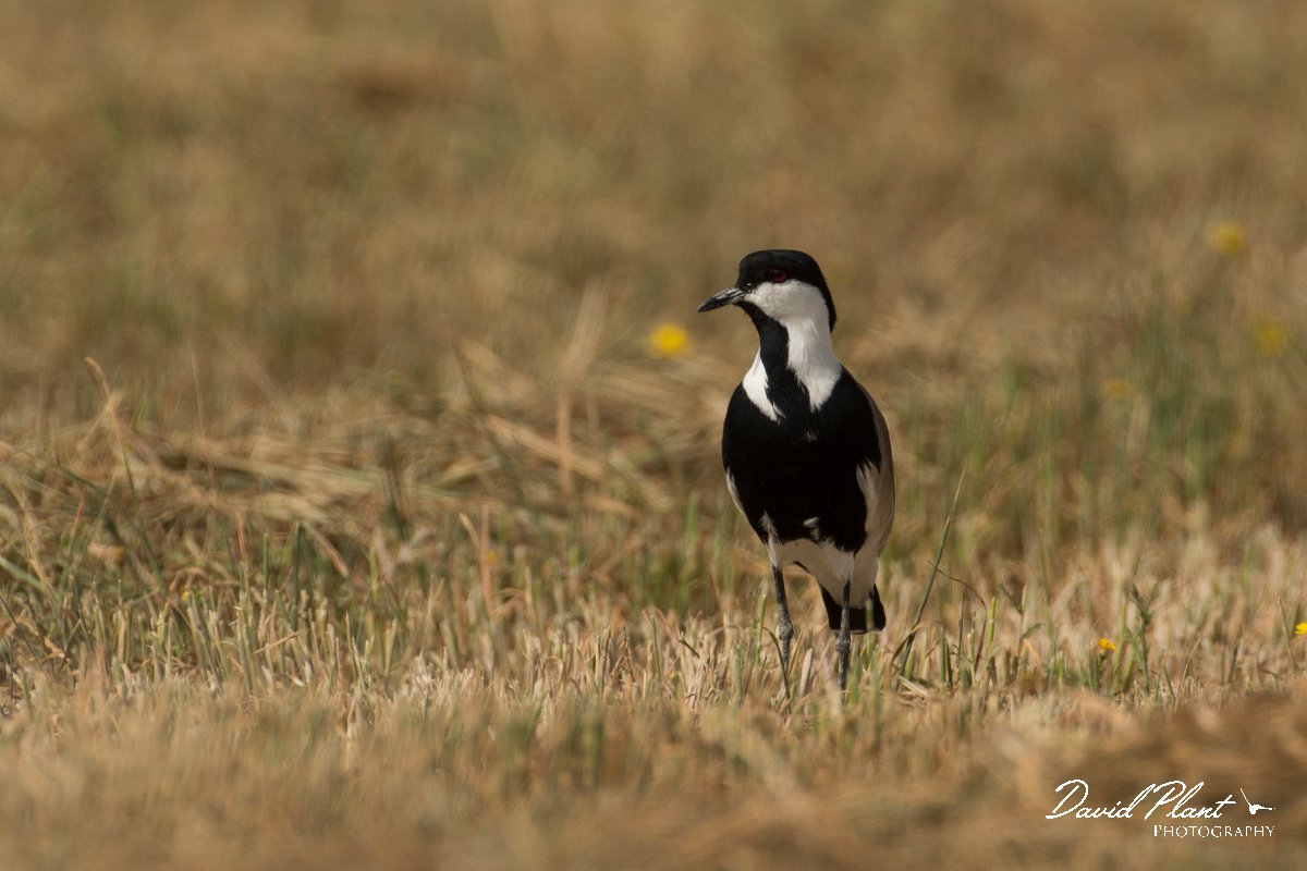 DPPhotography - Cyprus - Spur-winged plover - A.jpg - Spur-winged plover - Jumbo drain, Larnaca