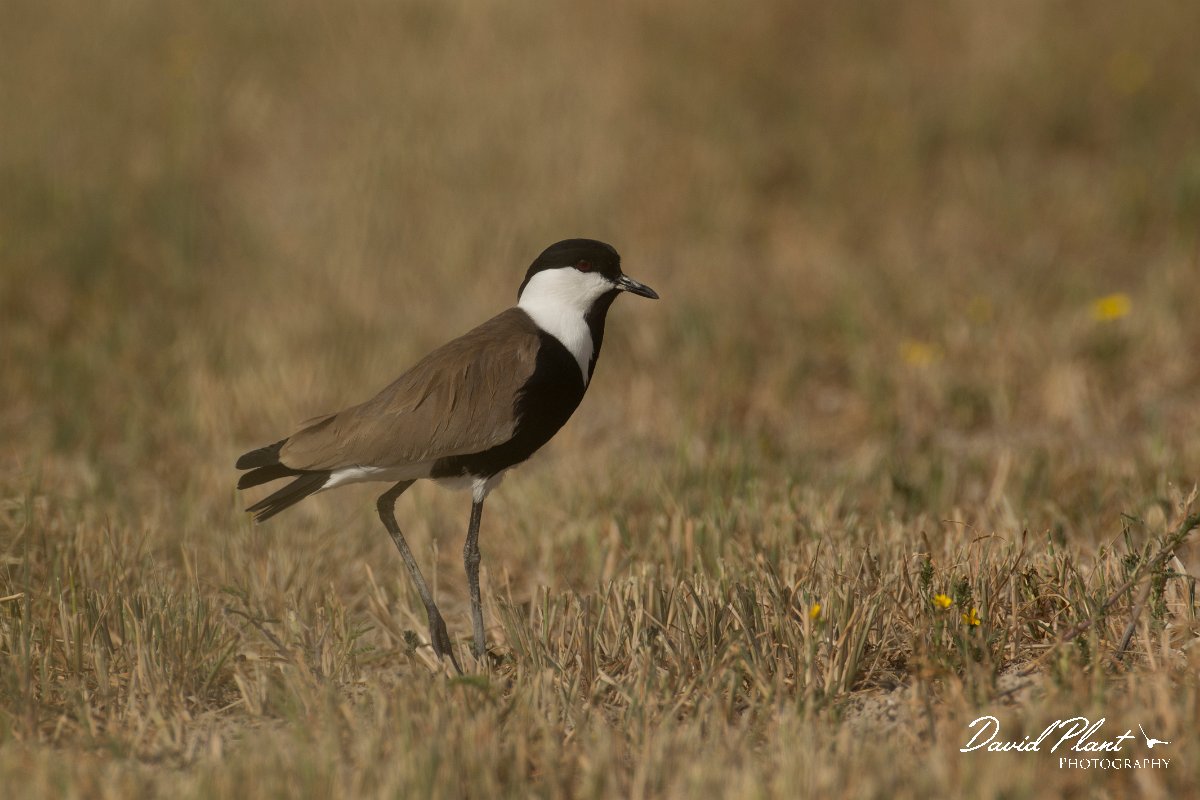 DPPhotography - Cyprus - Spur-winged plover - B.jpg - Spur-winged plover - Jumbo drain, Larnaca
