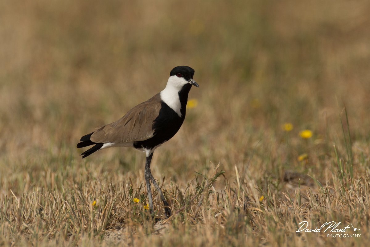 DPPhotography - Cyprus - Spur-winged plover - C.jpg - Spur-winged plover - Jumbo drain, Larnaca