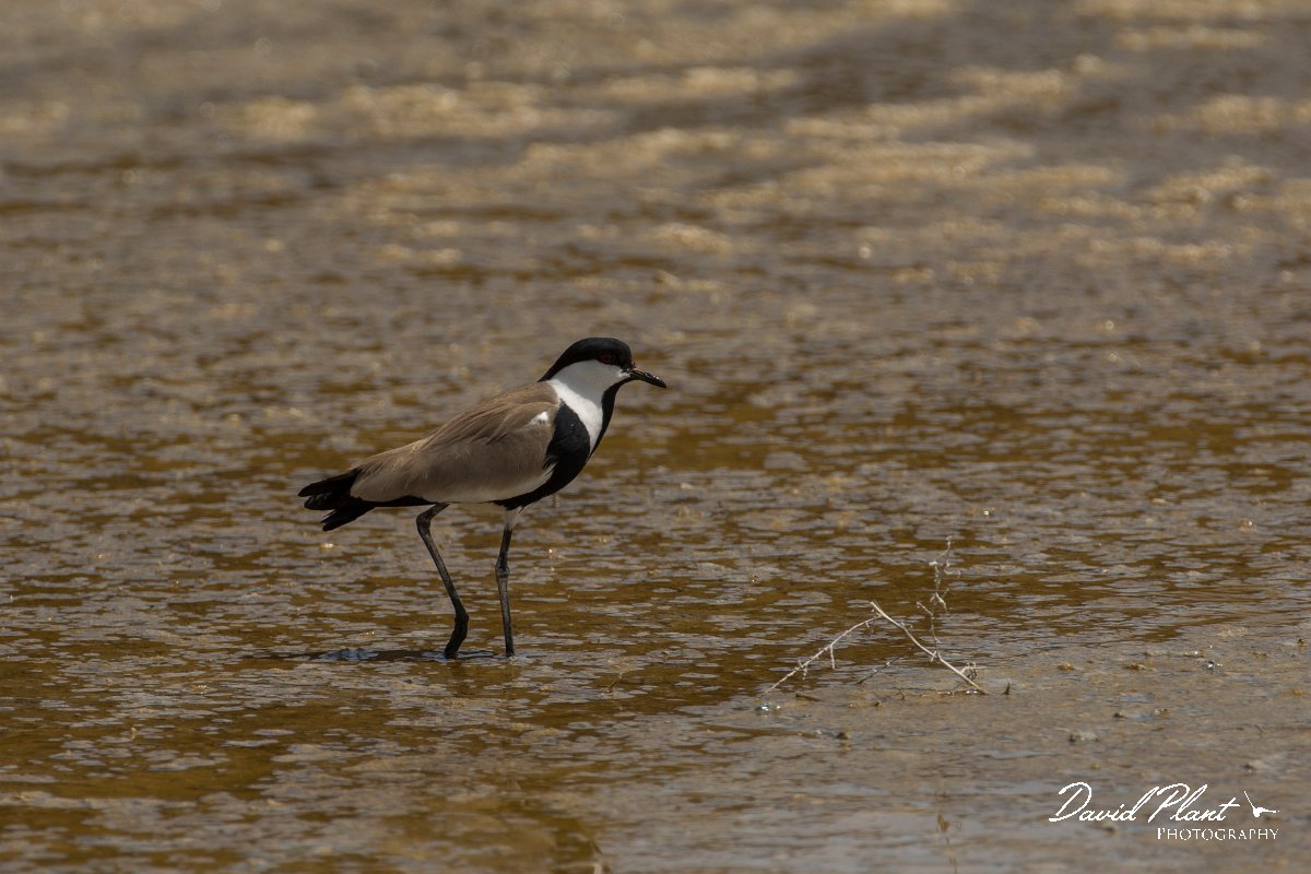 DPPhotography - Cyprus - Spur-winged plover - D.jpg - Spur-winged plover - Jumbo drain, Larnaca