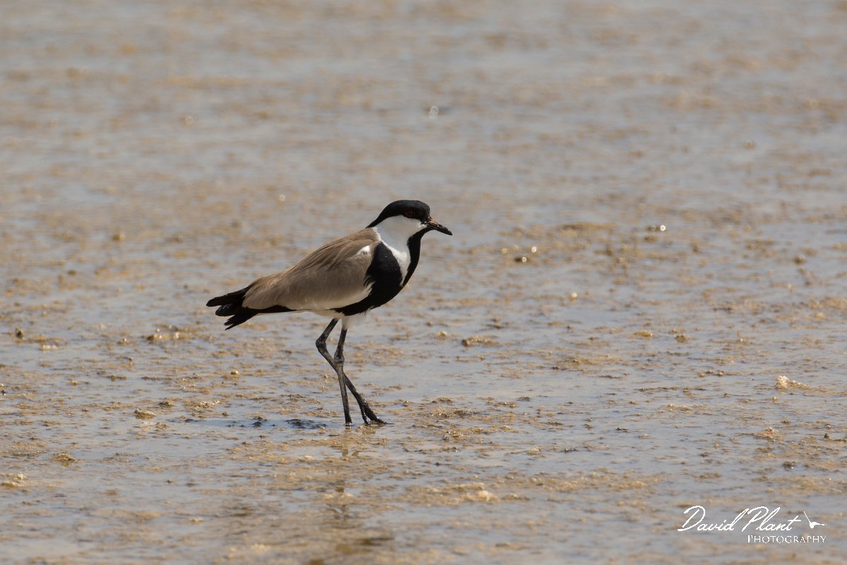 DPPhotography - Cyprus - Spur-winged plover - F.jpg - Spur-winged plover - Jumbo drain, Larnaca