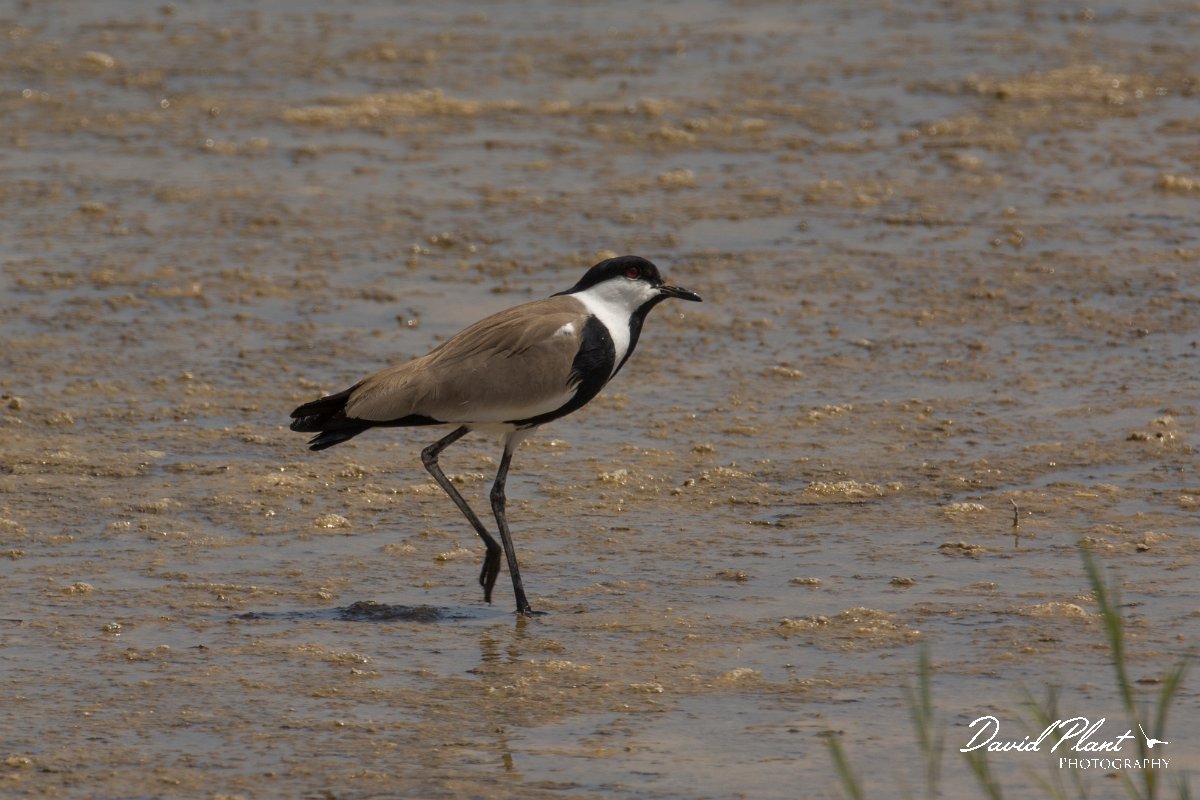 DPPhotography - Cyprus - Spur-winged plover - G.jpg - Spur-winged plover - Jumbo drain, Larnaca