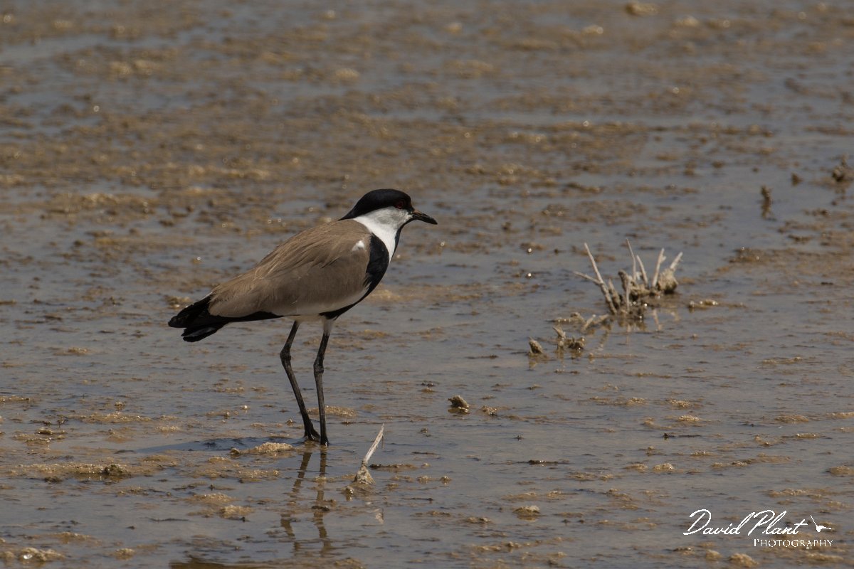 DPPhotography - Cyprus - Spur-winged plover - H.jpg - Spur-winged plover - Jumbo drain, Larnaca