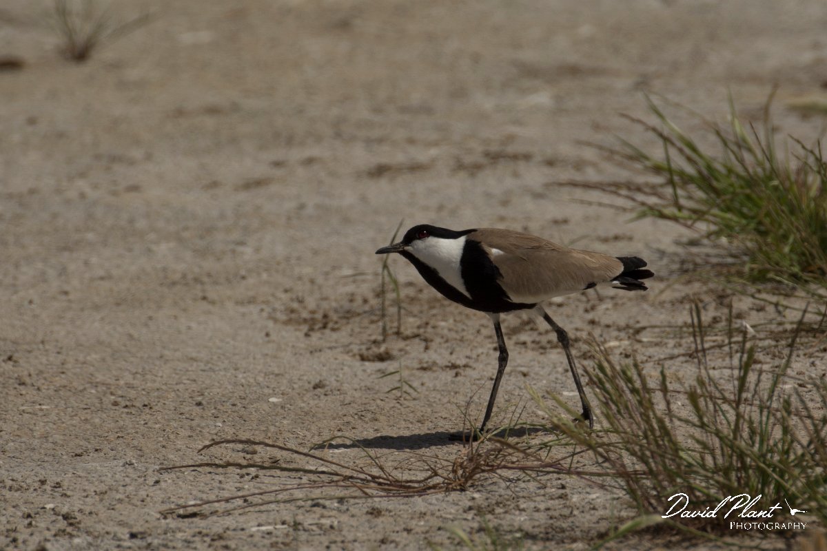 DPPhotography - Cyprus - Spur-winged plover - I.jpg - Spur-winged plover - Jumbo drain, Larnaca