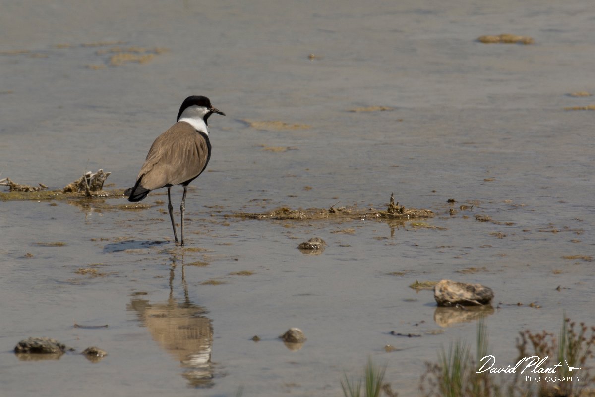 DPPhotography - Cyprus - Spur-winged plover - J.jpg - Spur-winged plover - Jumbo drain, Larnaca