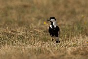 DPPhotography - Cyprus - Spur-winged plover - A