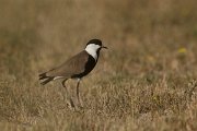 DPPhotography - Cyprus - Spur-winged plover - B
