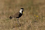 DPPhotography - Cyprus - Spur-winged plover - C