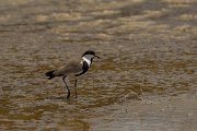 DPPhotography - Cyprus - Spur-winged plover - D