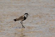 DPPhotography - Cyprus - Spur-winged plover - F