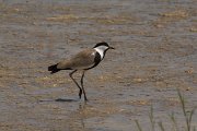 DPPhotography - Cyprus - Spur-winged plover - G