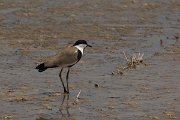 DPPhotography - Cyprus - Spur-winged plover - H