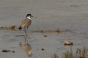 DPPhotography - Cyprus - Spur-winged plover - J