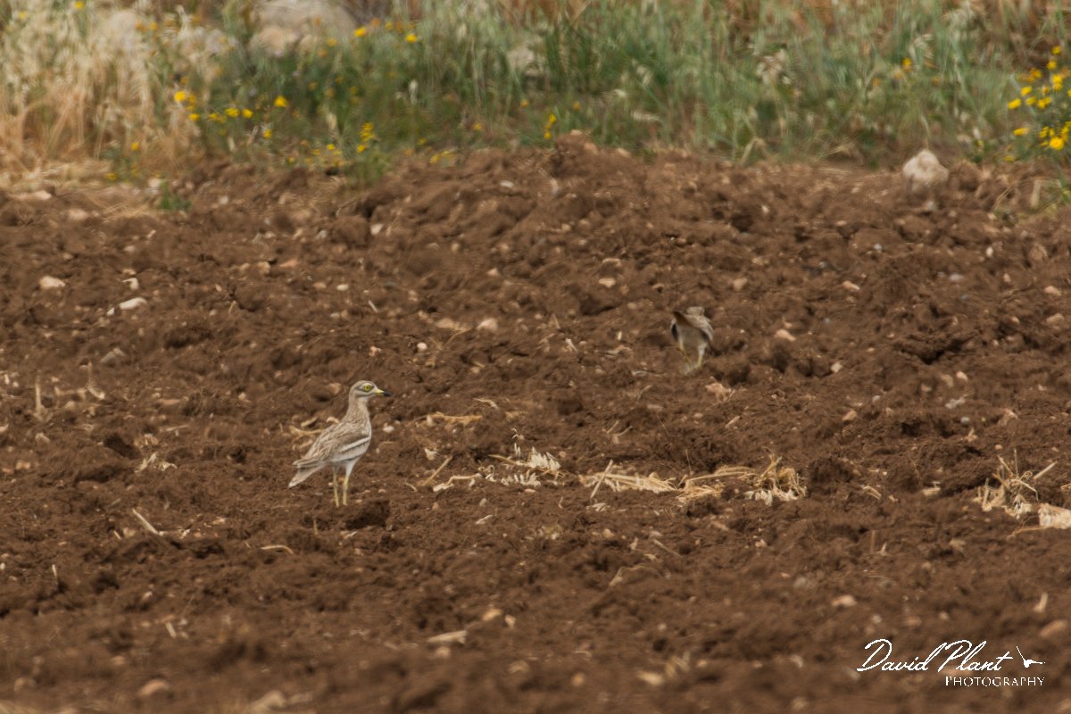 DPPhotography - Cyprus - Stone curlew - A.jpg - Stone curlew - Mandria fields