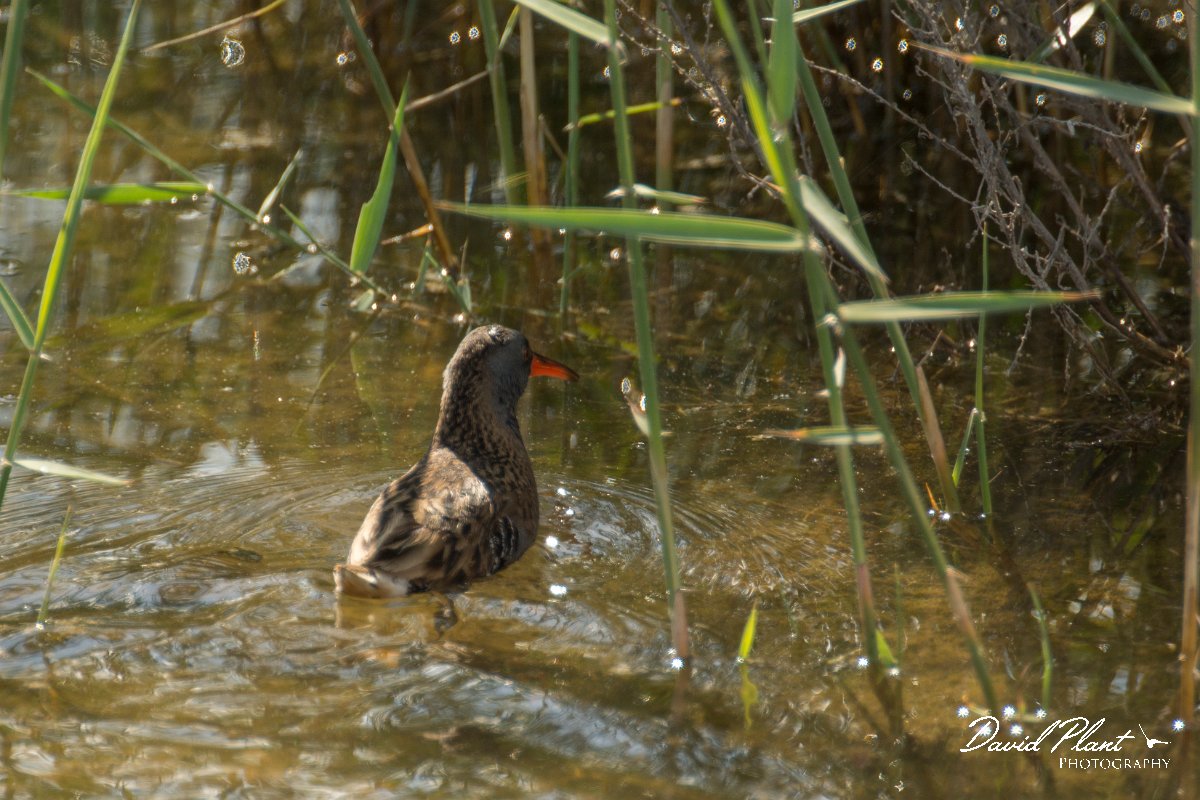 DPPhotography - Cyprus - Water rail - A.jpg - Water rail - Zakaki pool