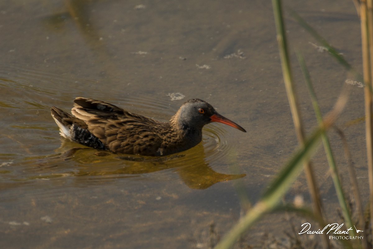DPPhotography - Cyprus - Water rail - B.jpg - Water rail - Zakaki pool