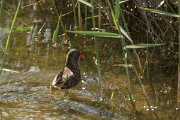 DPPhotography - Cyprus - Water rail - A