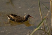 DPPhotography - Cyprus - Water rail - B