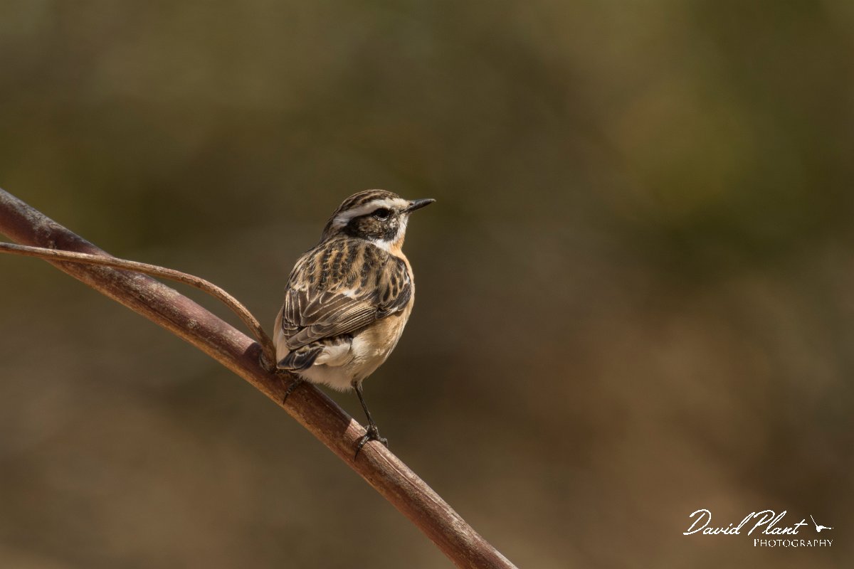 DPPhotography - Cyprus - Whinchat - A.jpg - Whinchat - Agia Napa Sewage works