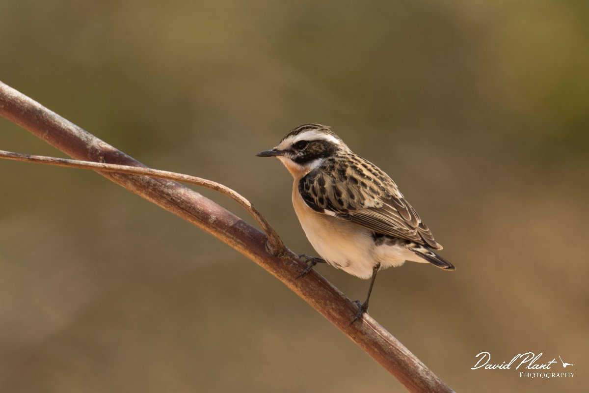 DPPhotography - Cyprus - Whinchat - B.jpg - Whinchat - Agia Napa Sewage works