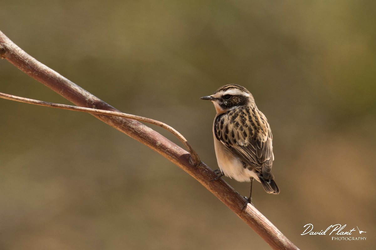 DPPhotography - Cyprus - Whinchat - C.jpg - Whinchat - Agia Napa Sewage works