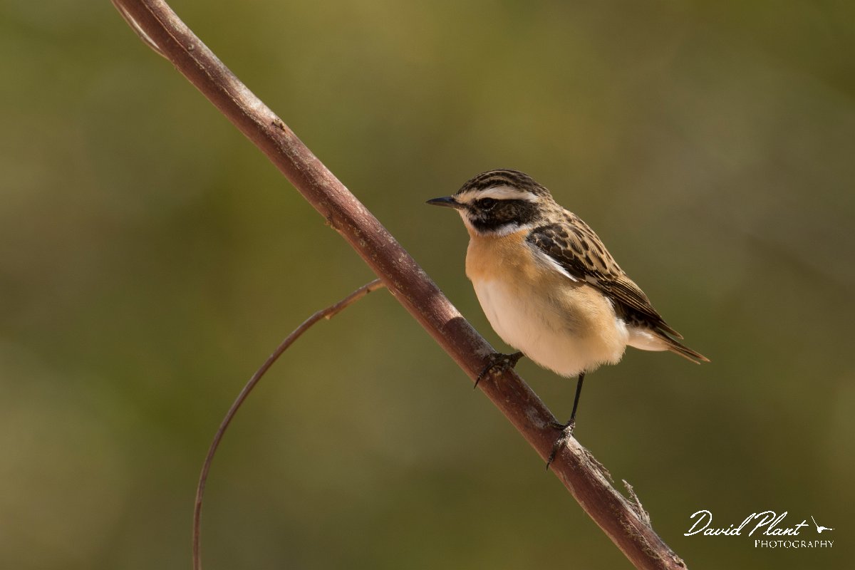 DPPhotography - Cyprus - Whinchat - E.jpg - Whinchat - Agia Napa Sewage works