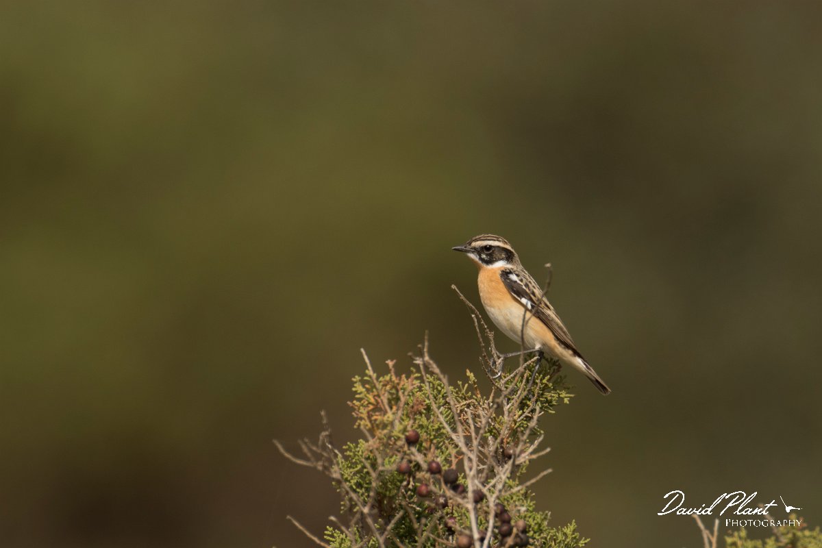 DPPhotography - Cyprus - Whinchat - F.jpg - Whinchat - Cape Greco