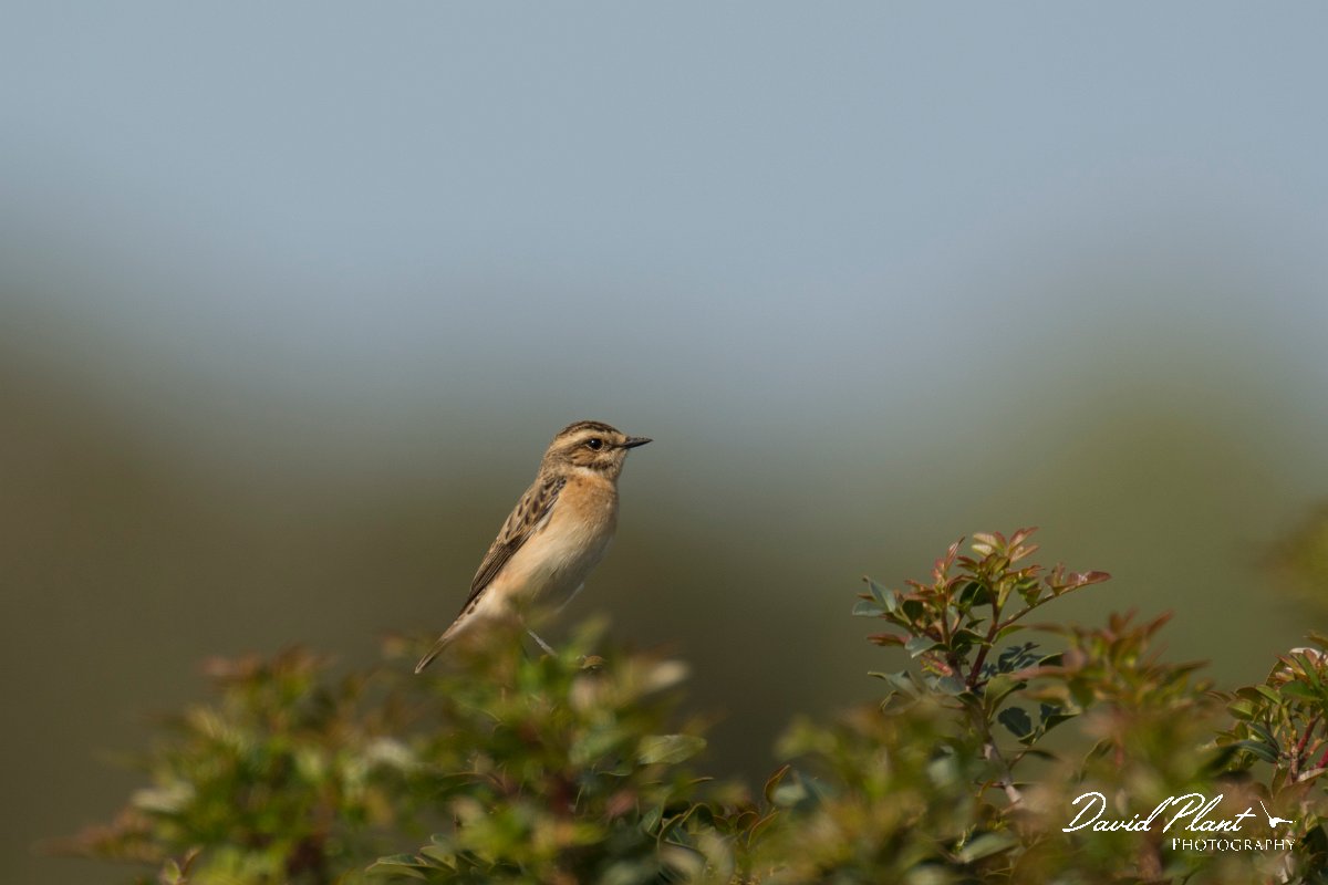 DPPhotography - Cyprus - Whinchat - G.jpg - Whinchat - Cape Greco