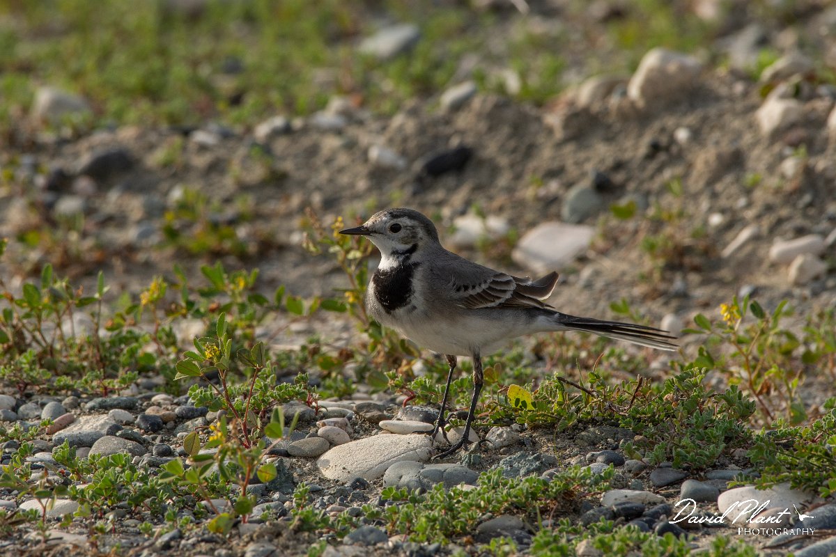 DPPhotography - Cyprus 2 - White wagtail - A.jpg - White wagtail - Ladies Mile Beach, Cyprus