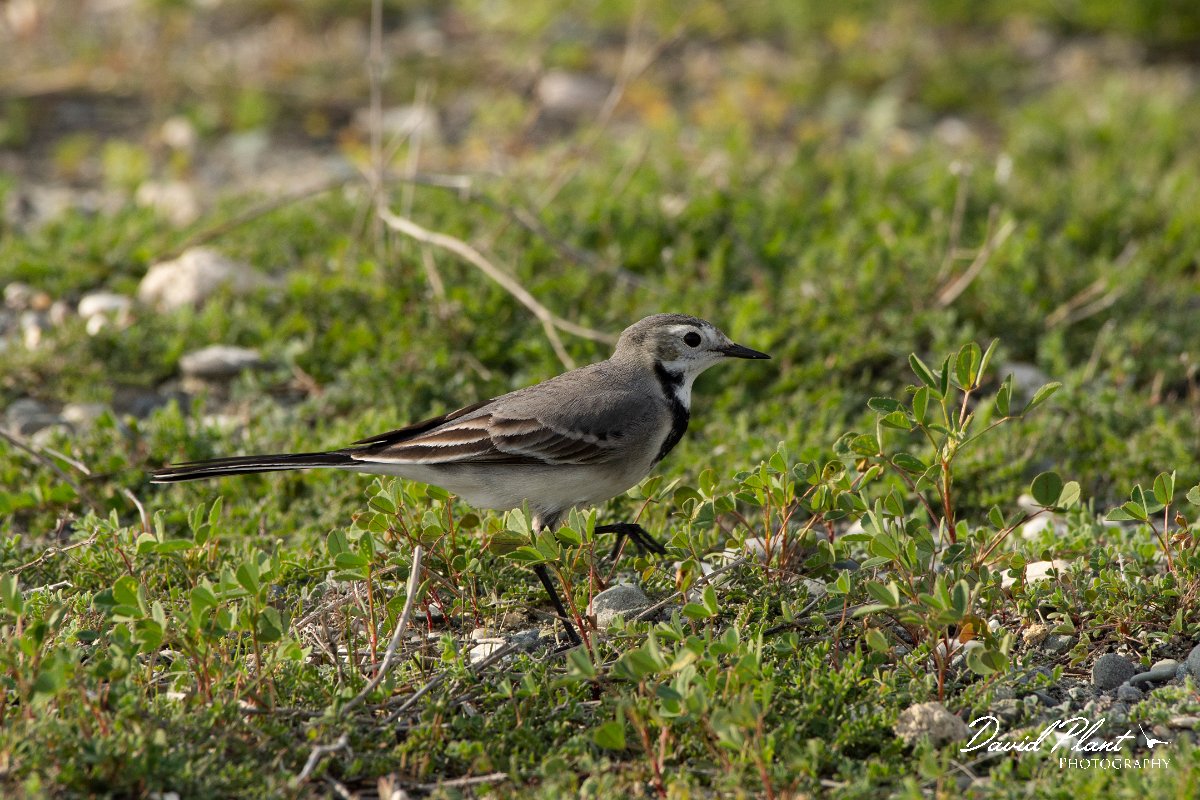 DPPhotography - Cyprus 2 - White wagtail - B.jpg - White wagtail - Ladies Mile Beach, Cyprus