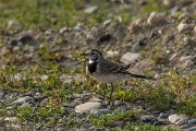 DPPhotography - Cyprus 2 - White wagtail - A