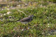 DPPhotography - Cyprus 2 - White wagtail - B