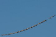 DPPhotography - Cyprus 2 - Wood pigeon - A