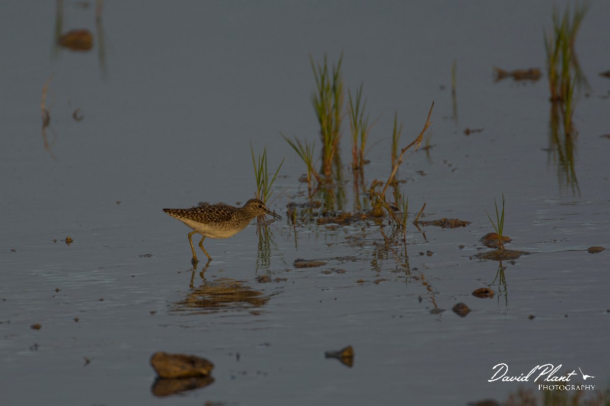 DPPhotography - Cyprus - Wood sandpiper - A.jpg - Wood sandpiper - Jumbo drain, Larnaca
