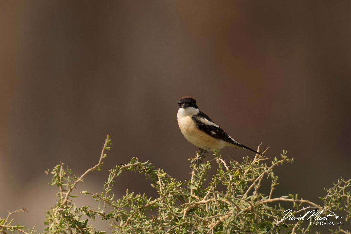 DPPhotography - Cyprus - Woodchat shrike - A.jpg - Woodchat shrike - Cape Greco