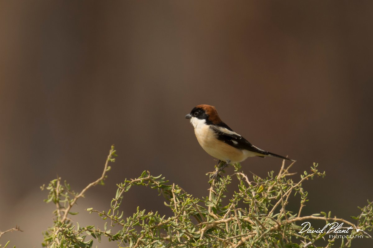 DPPhotography - Cyprus - Woodchat shrike - B.jpg - Woodchat shrike - Cape Greco