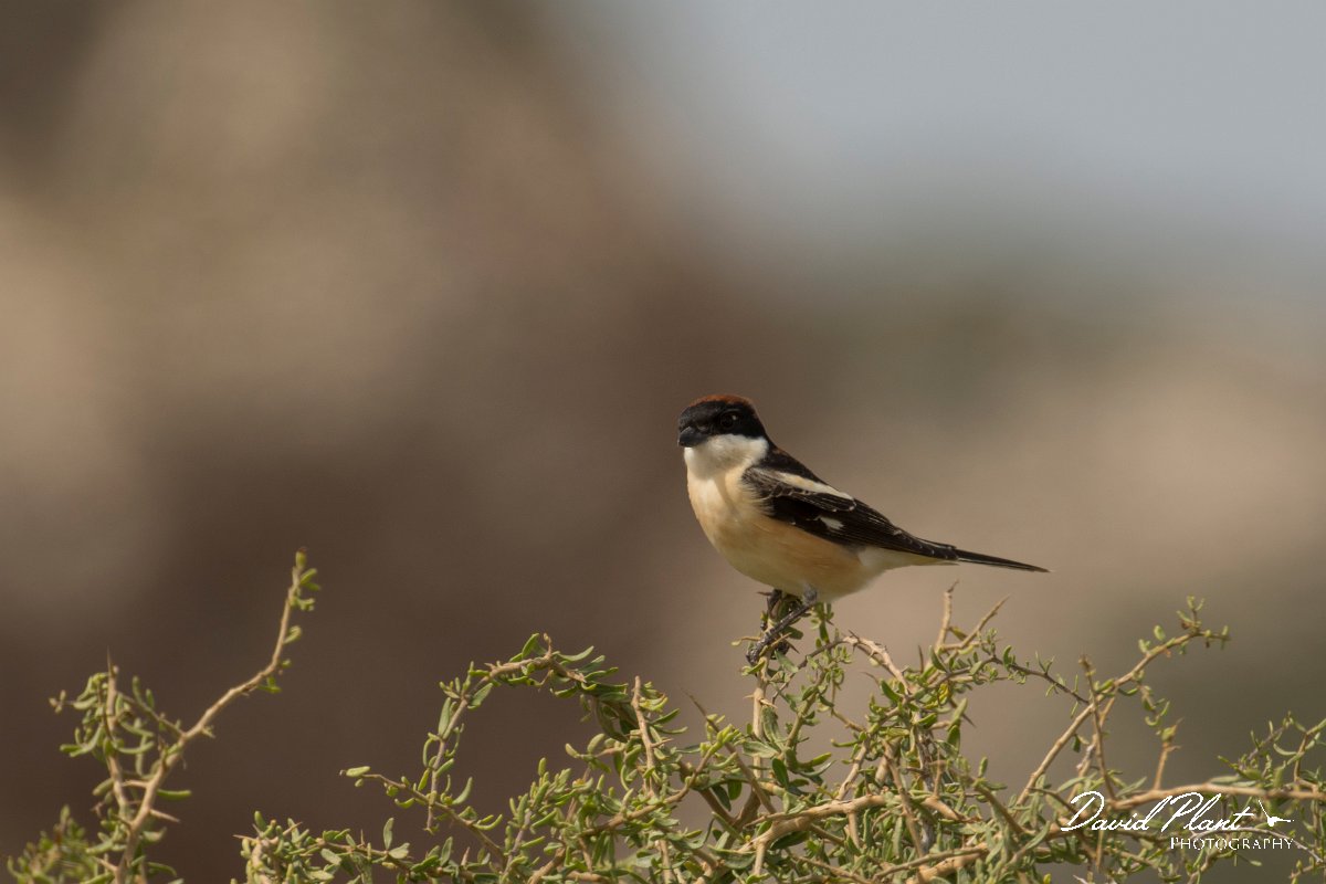 DPPhotography - Cyprus - Woodchat shrike - C.jpg - Woodchat shrike - Cape Greco