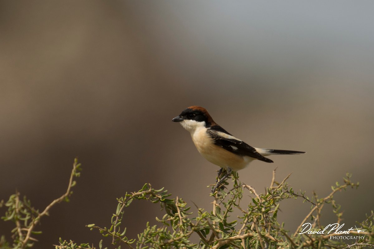 DPPhotography - Cyprus - Woodchat shrike - D.jpg - Woodchat shrike - Cape Greco