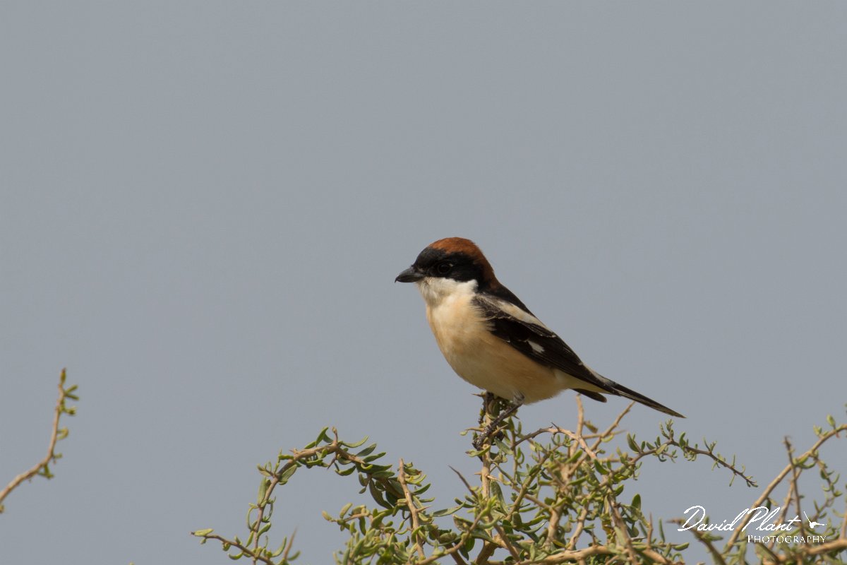 DPPhotography - Cyprus - Woodchat shrike - E.jpg - Woodchat shrike - Cape Greco