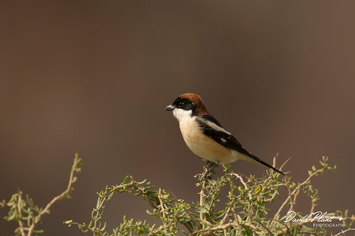 DPPhotography - Cyprus - Woodchat shrike - F.jpg - Woodchat shrike - Cape Greco