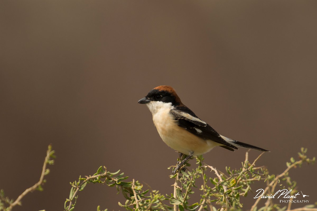 DPPhotography - Cyprus - Woodchat shrike - G.jpg - Woodchat shrike - Cape Greco