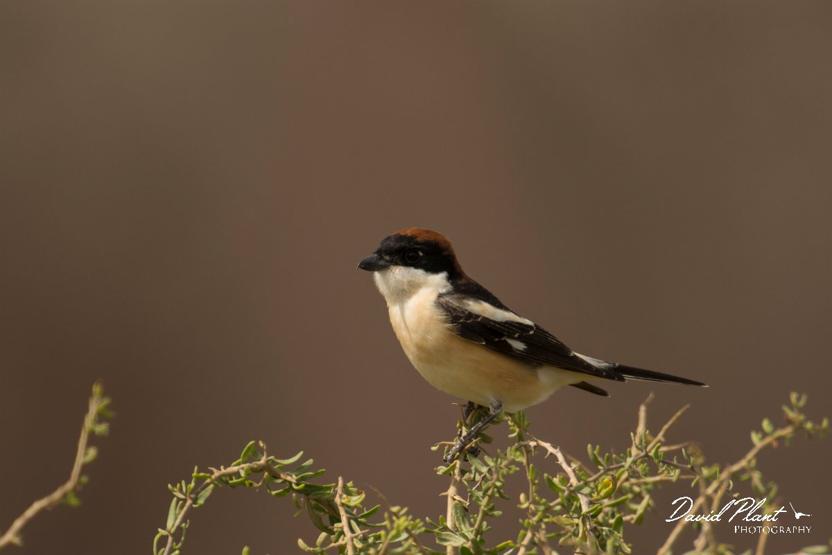 DPPhotography - Cyprus - Woodchat shrike - H.jpg - Woodchat shrike - Cape Greco