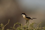 DPPhotography - Cyprus - Woodchat shrike - D
