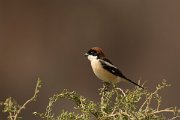DPPhotography - Cyprus - Woodchat shrike - F