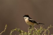 DPPhotography - Cyprus - Woodchat shrike - H